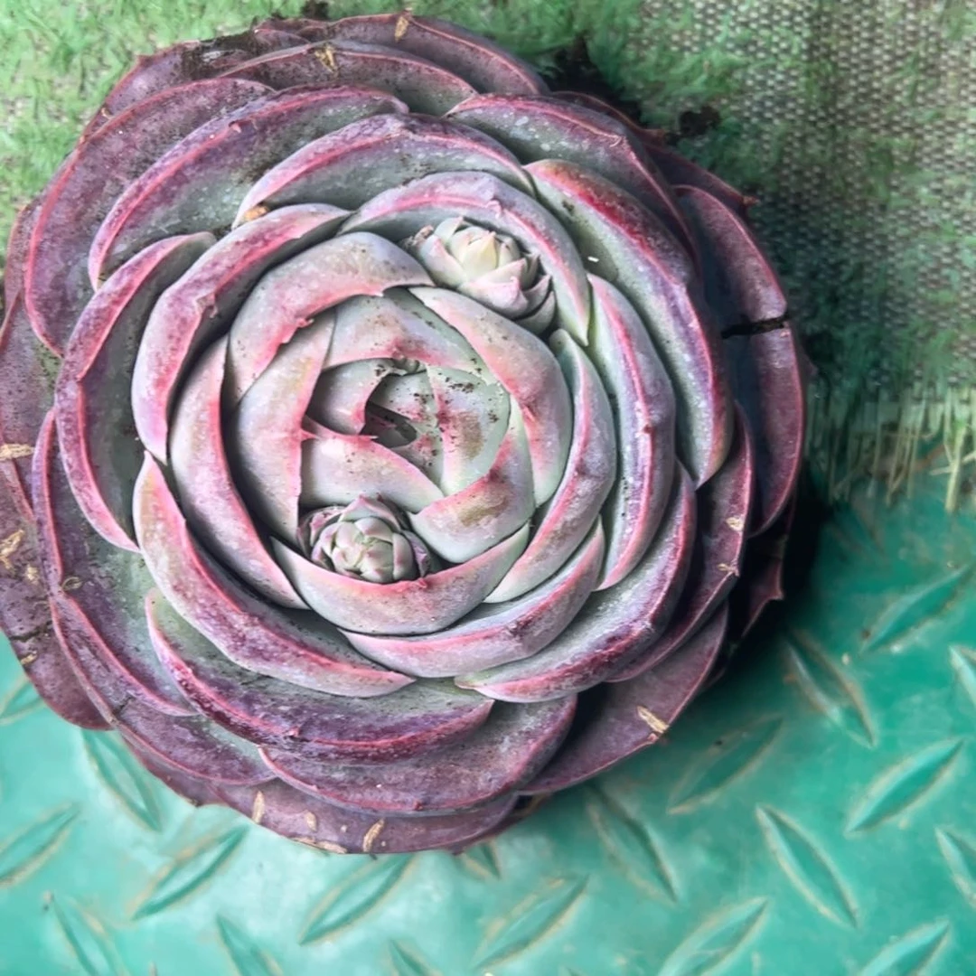 读*杂交多肉，一物一拍