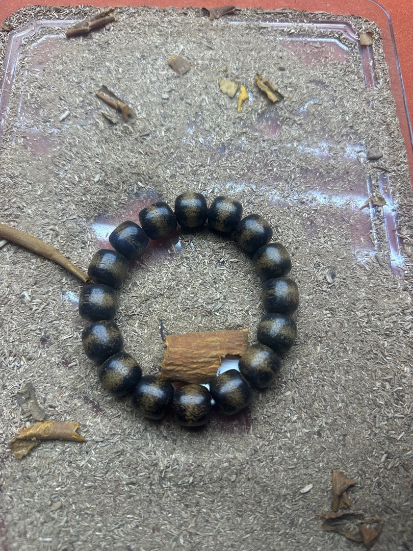 【福臻文玩】Q118号昆仑梅格白棋【多样性发货】