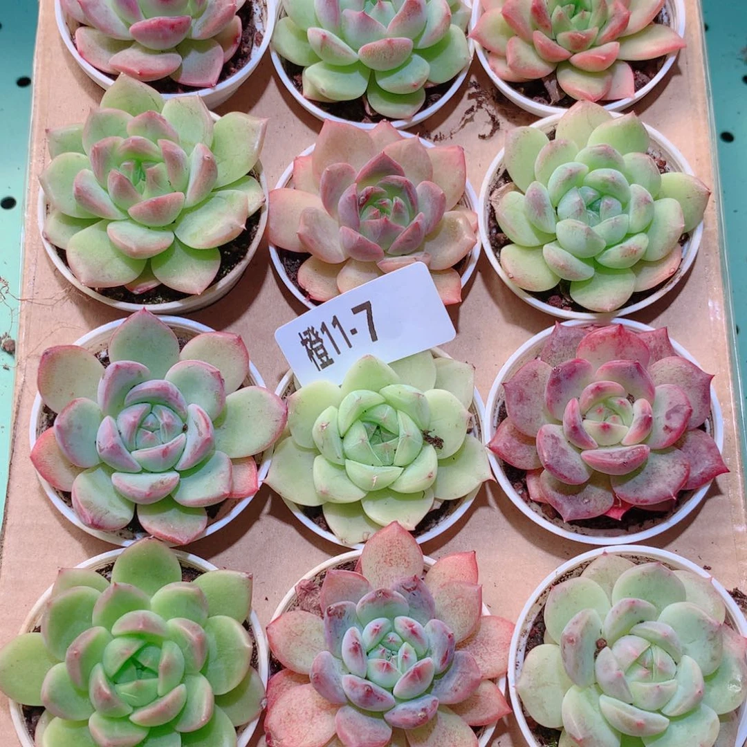 11-7一物一拍多肉带盆18颗