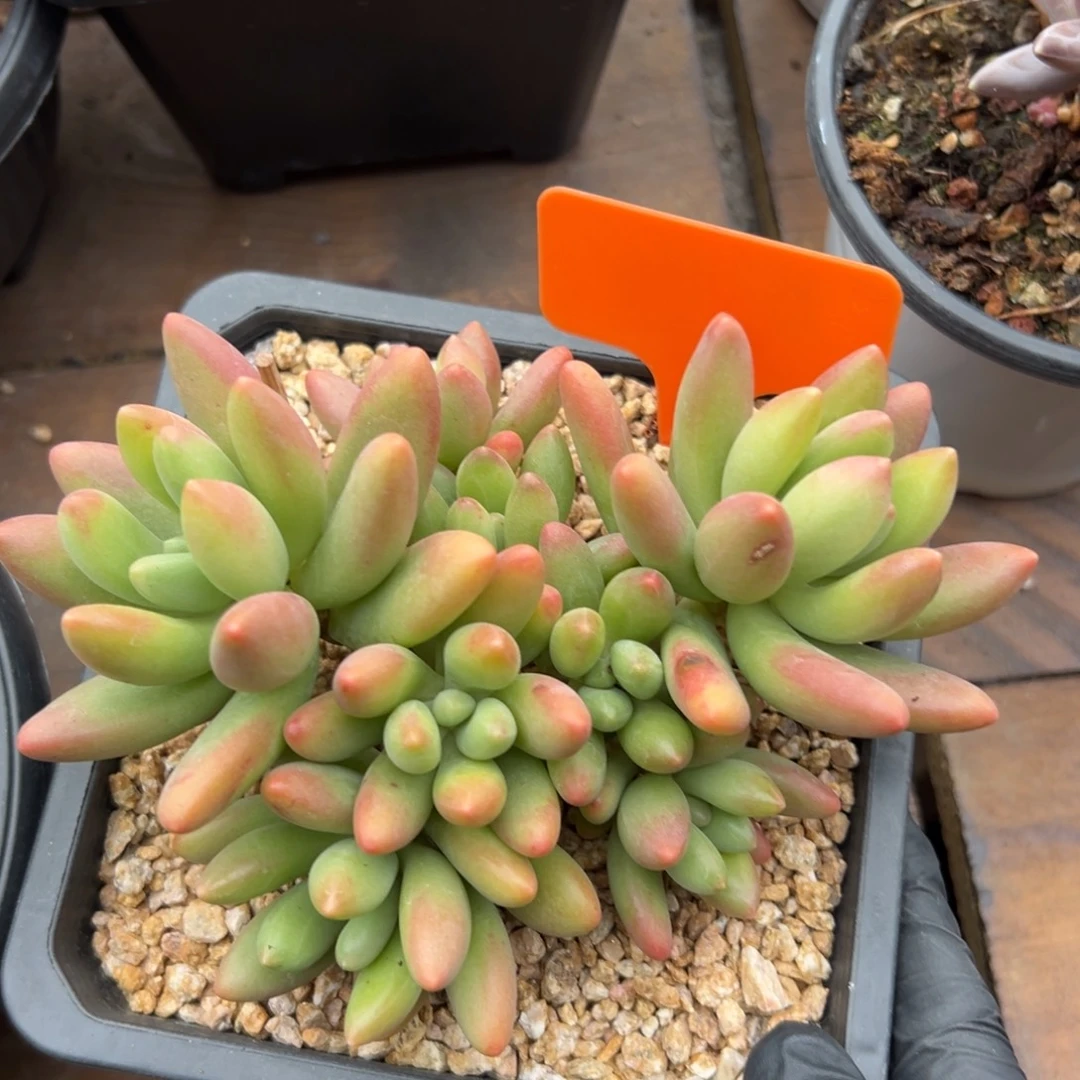 鲸落11111111111111