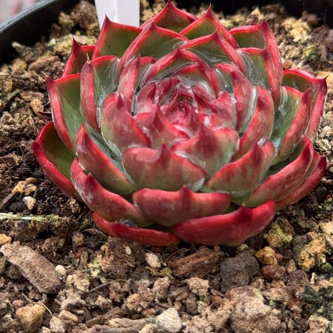 宗红惊鸿一物一拍包装收缩花旱327