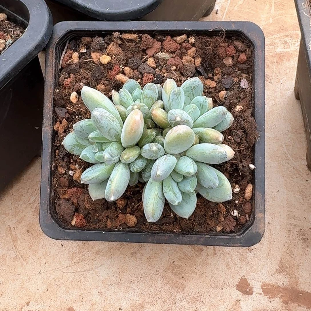 三色美人整无砍群生