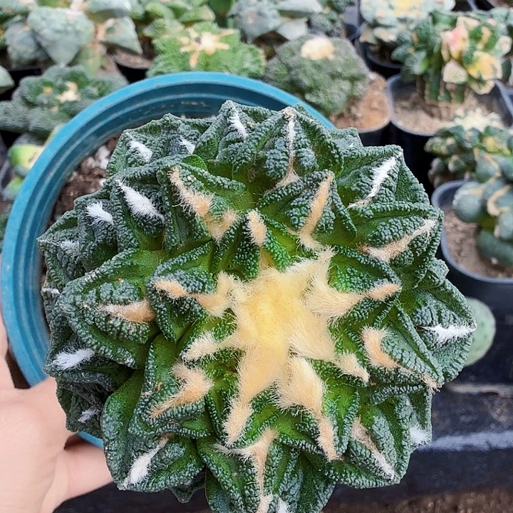 无花朵422风车辛顿牡丹