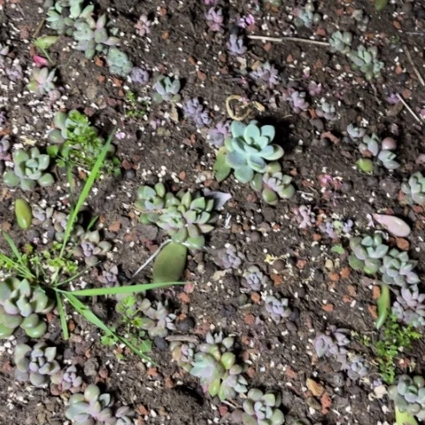 从**对香橙6个寄养