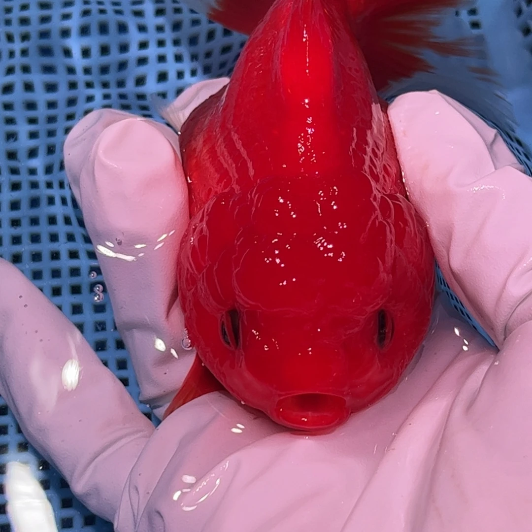 狮头鱼直播间一物一拍