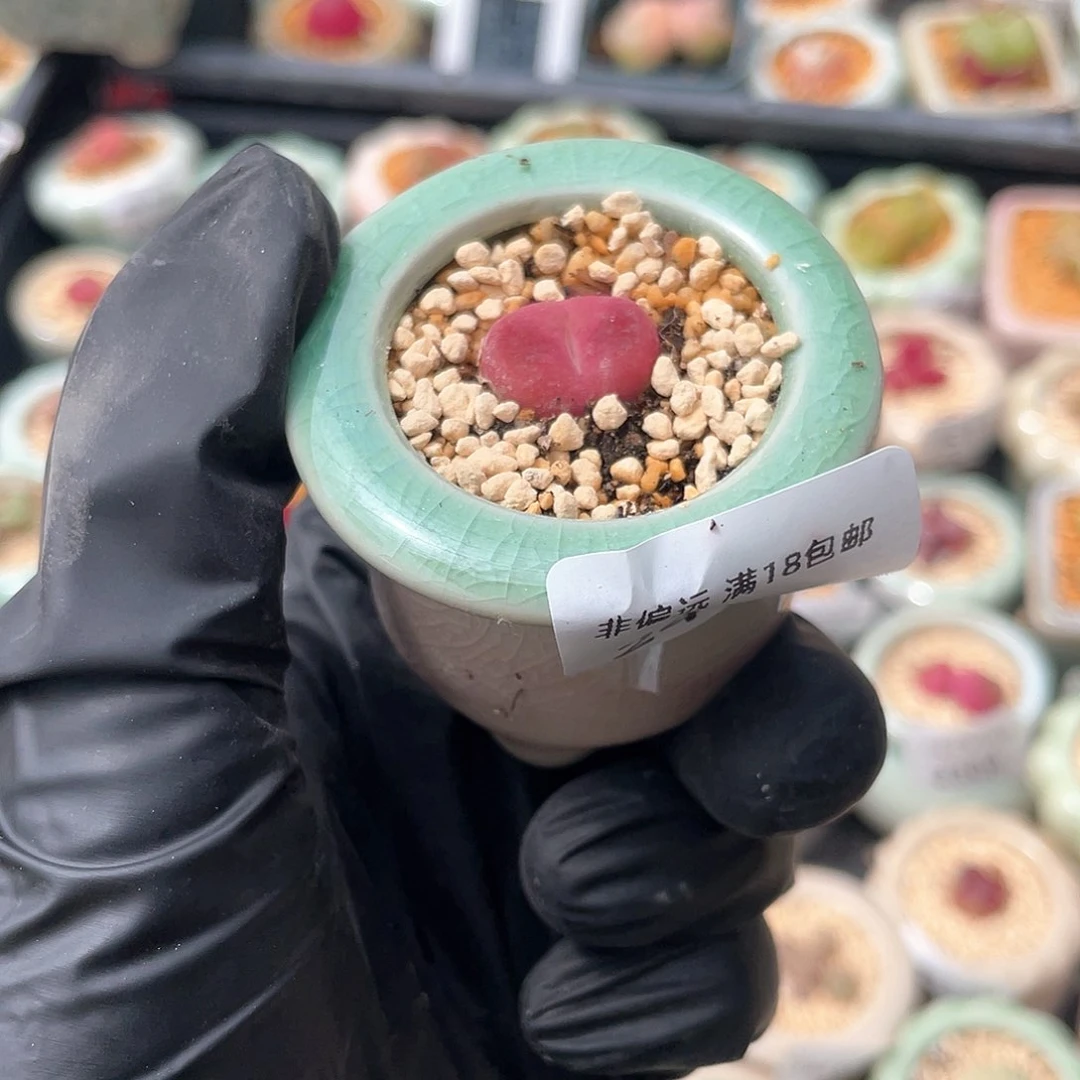 2419--一物一拍 带盆 1801.1 蟠桃