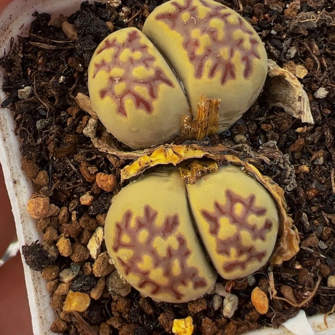 751多肉植物种类和