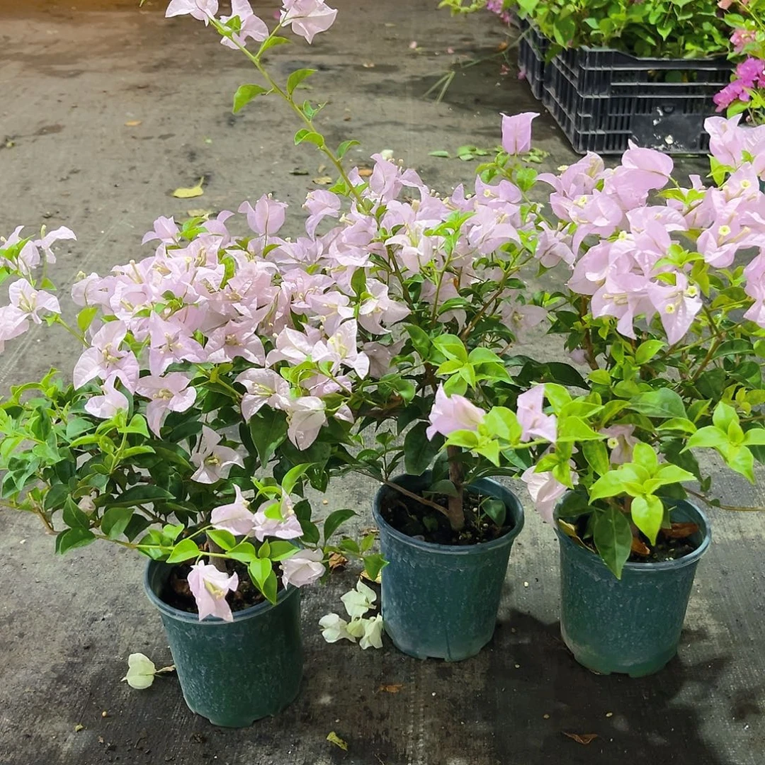 大部分花苞少量开放苹果花掌中宝一颗
