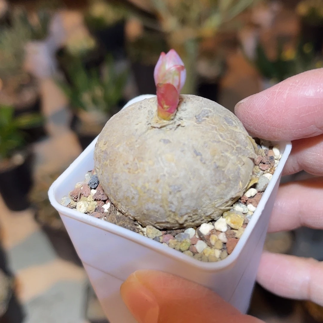 实生玫瑰大戟一物一拍