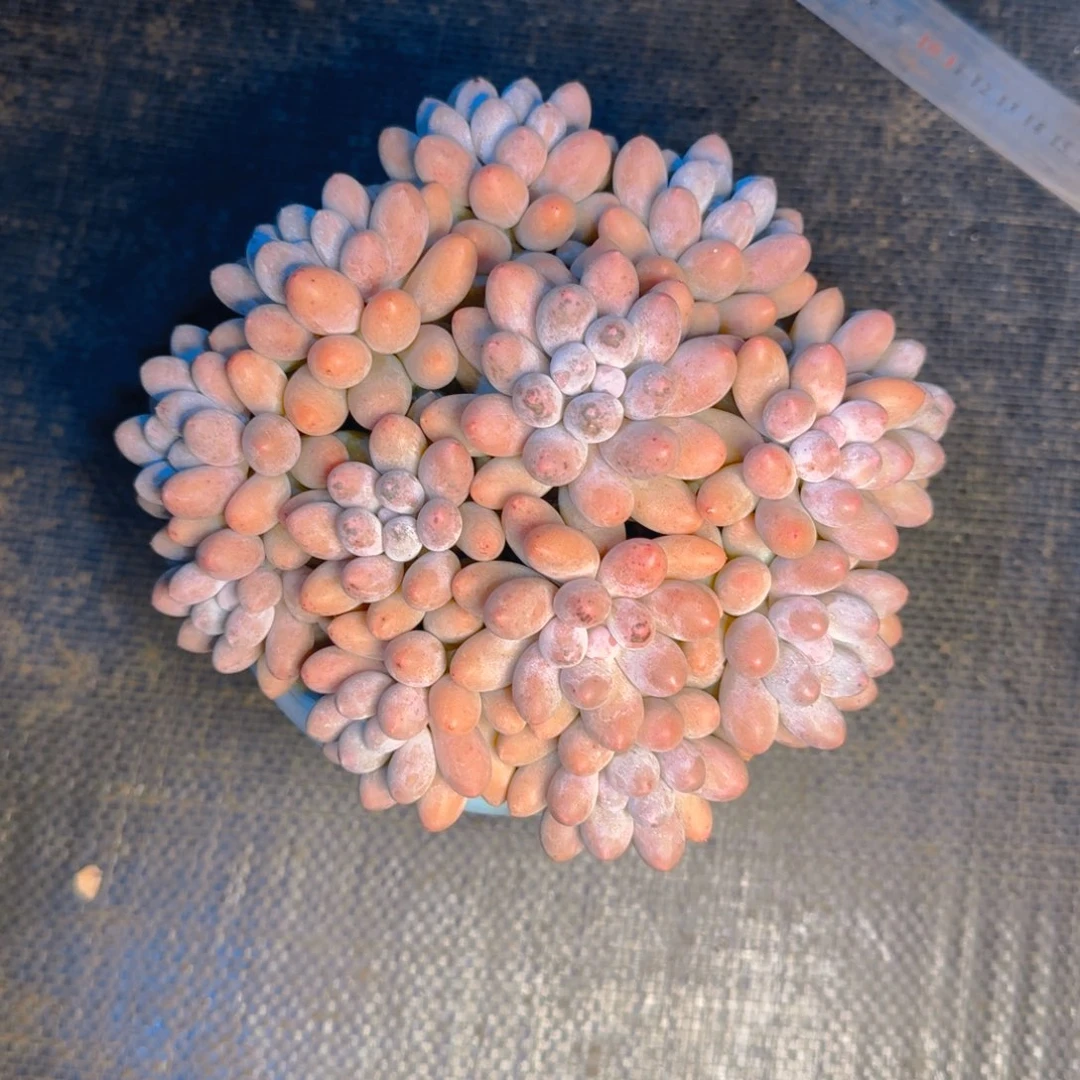 琴***子琴子发货111111111111多肉111