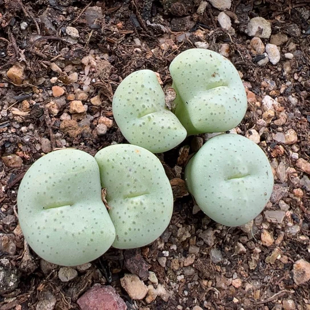 6.23好看的多肉脱土发货599