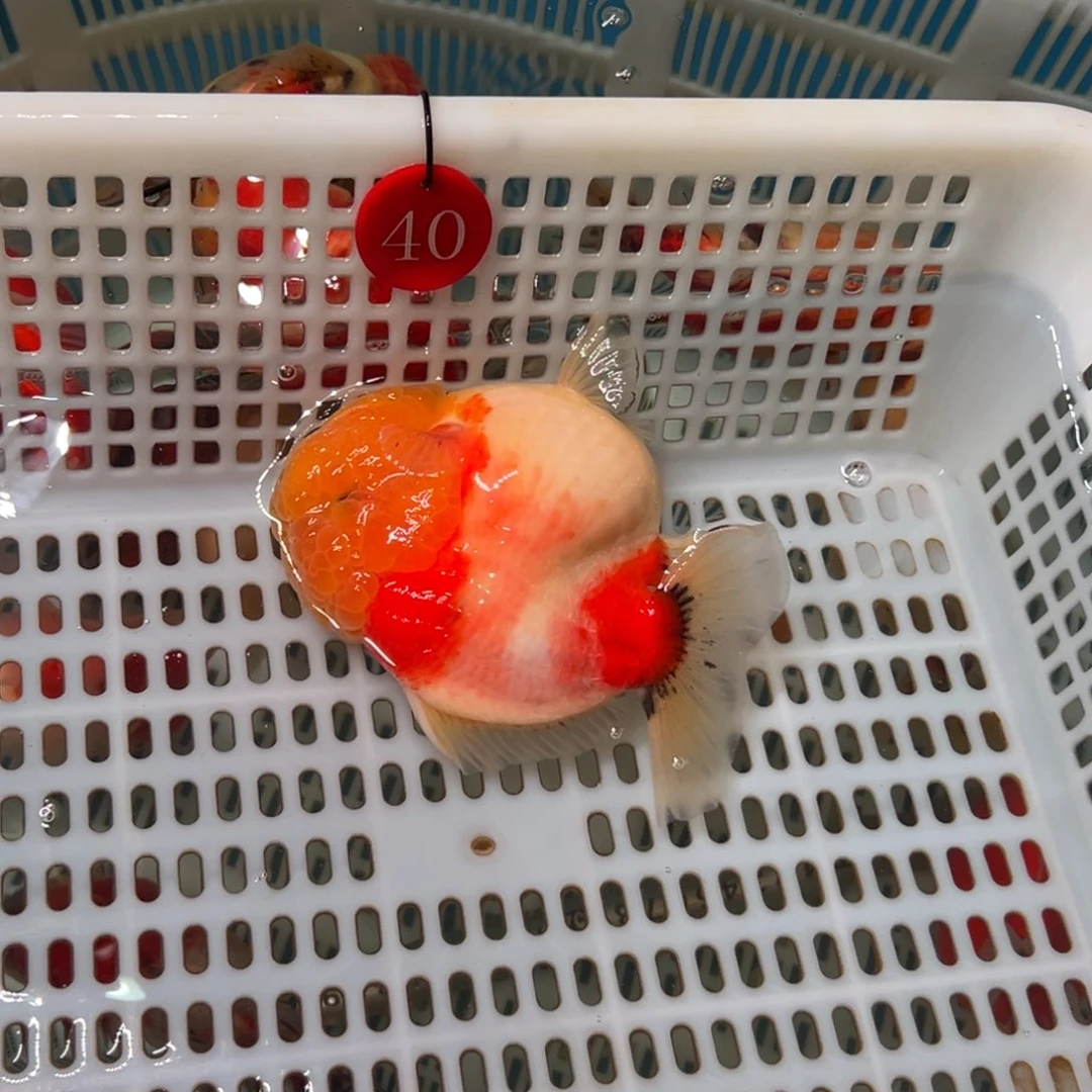 楠***澡金鱼你好吗我好想你啊