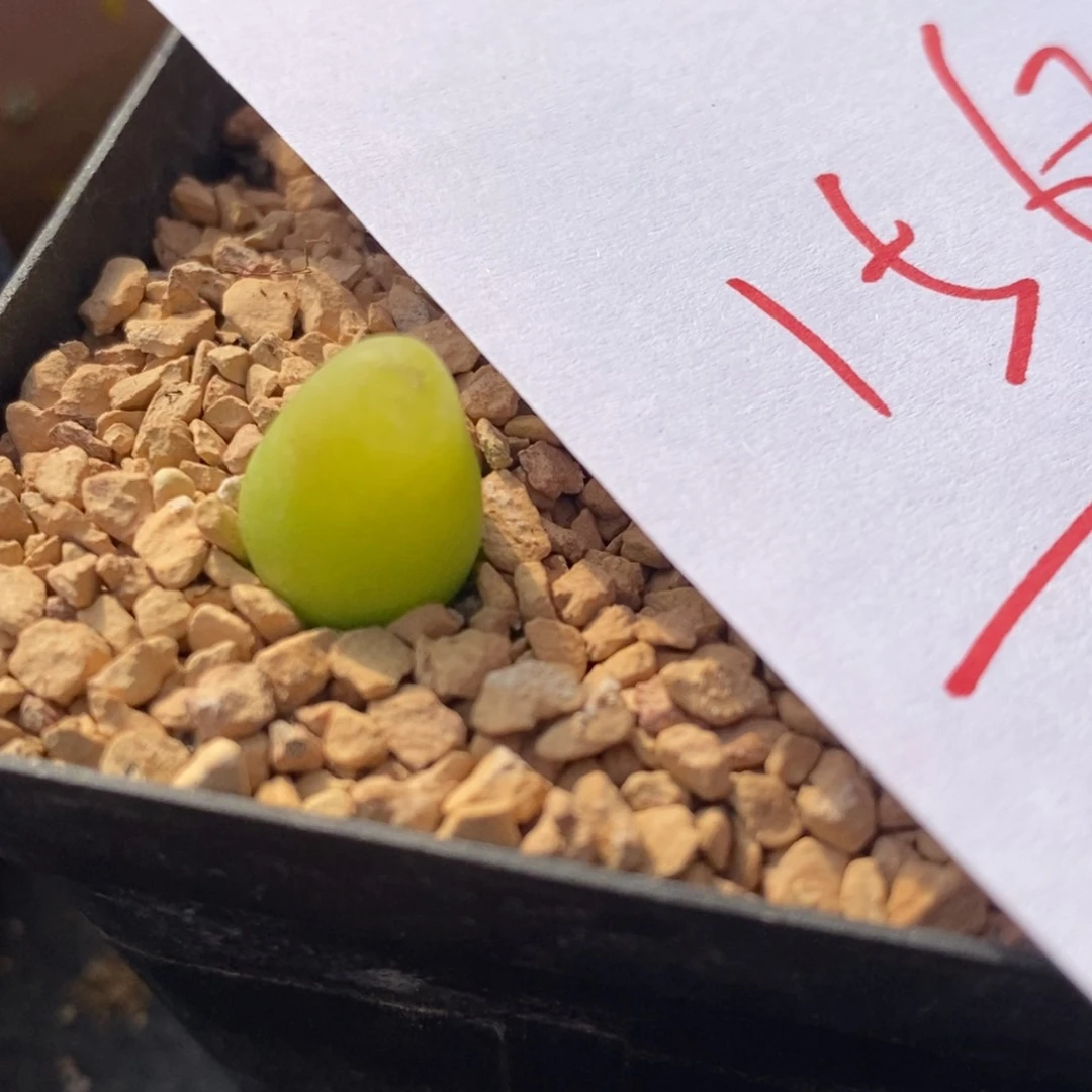 1568大葫芦一颗一颗