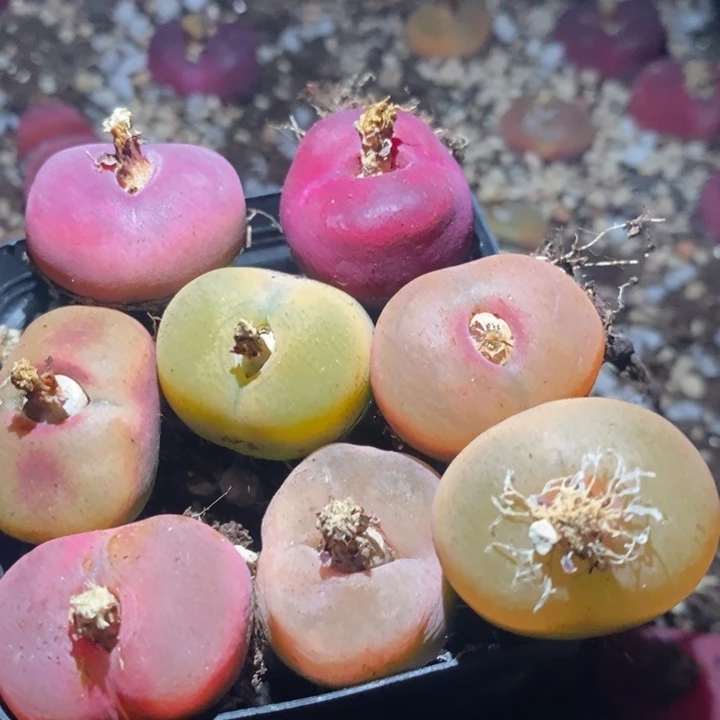 22290一组一组一组