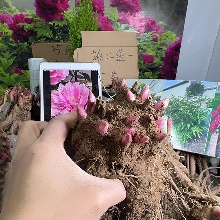完全开放红色纵容