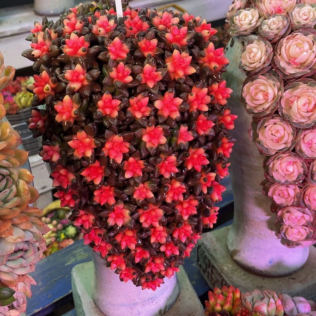 这个是真的很好看