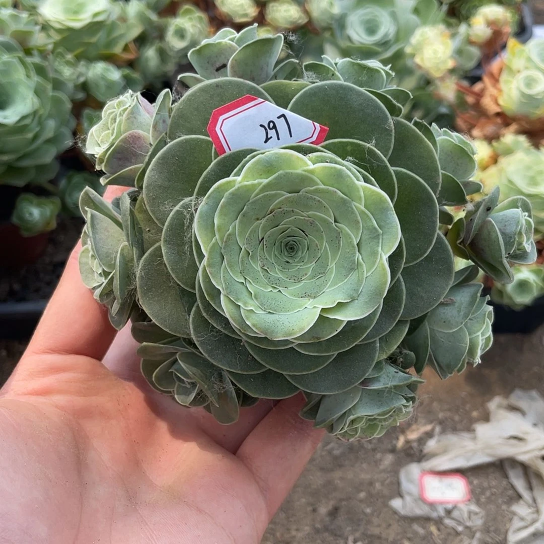 山地玫瑰多肉不售后 297