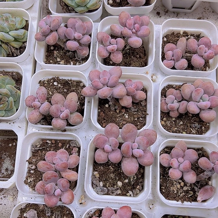 桃蛋19包邮多肉植物