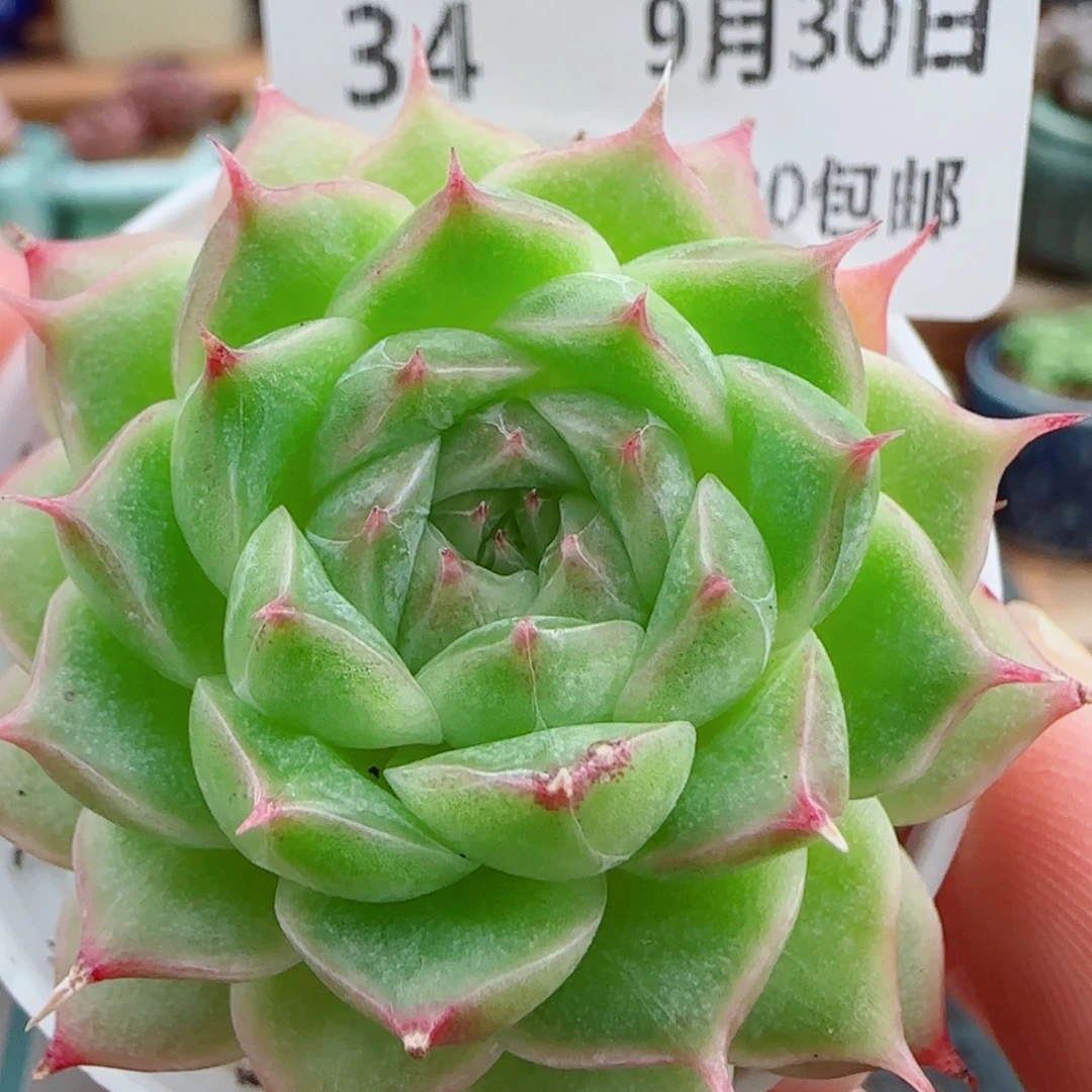 花语逸镜0930-34包子