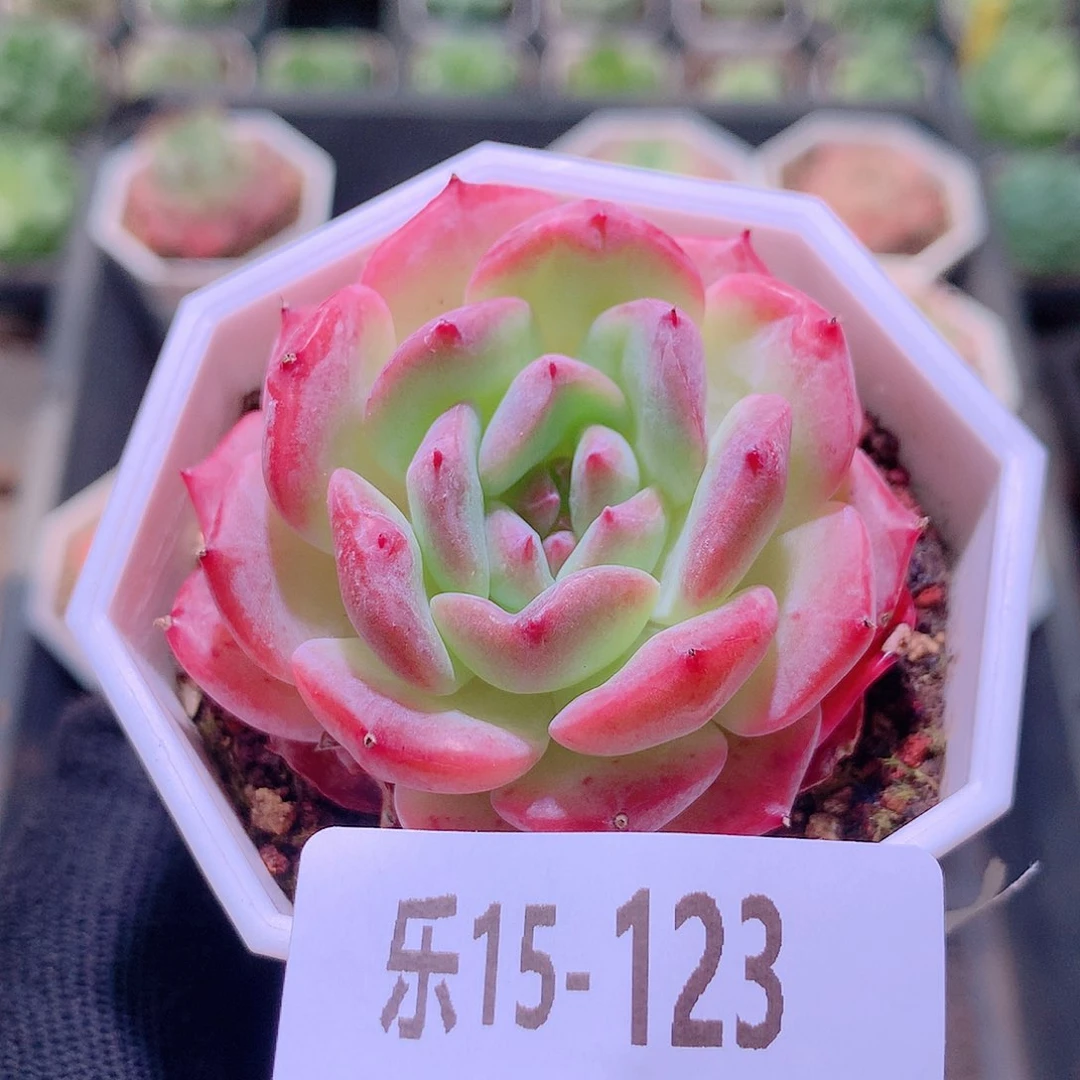 乐然15-123 新品单头
