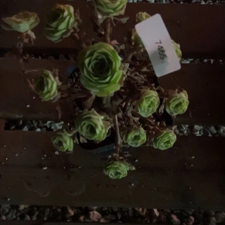 喵****7465山地玫瑰花群