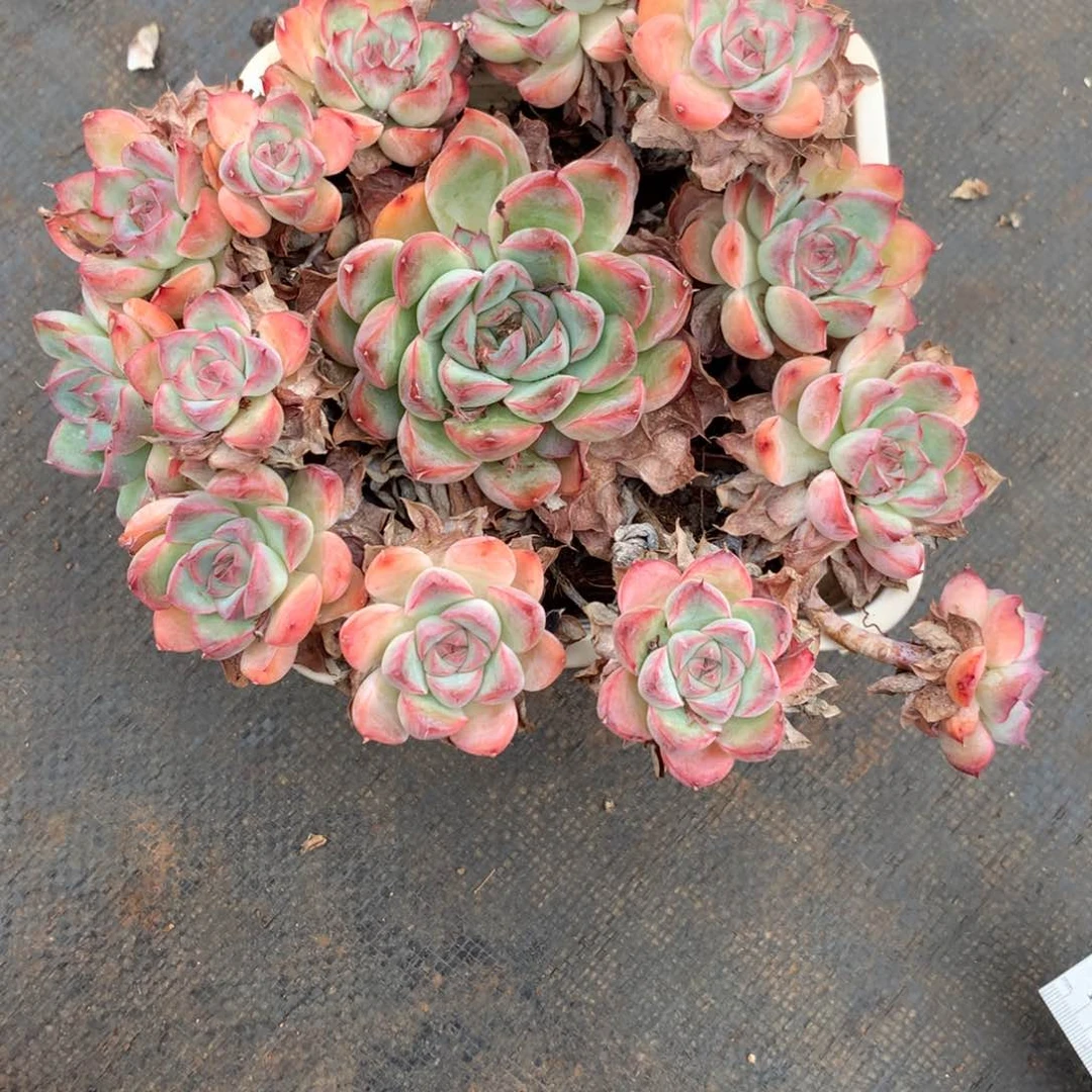 米**?6684杂交精品基地18厘米