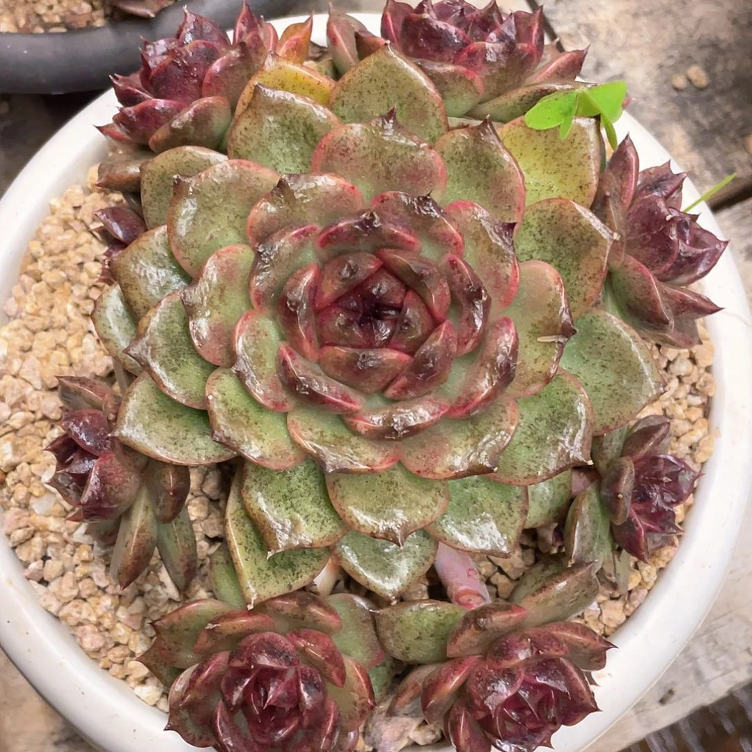 多肉植物一物一拍