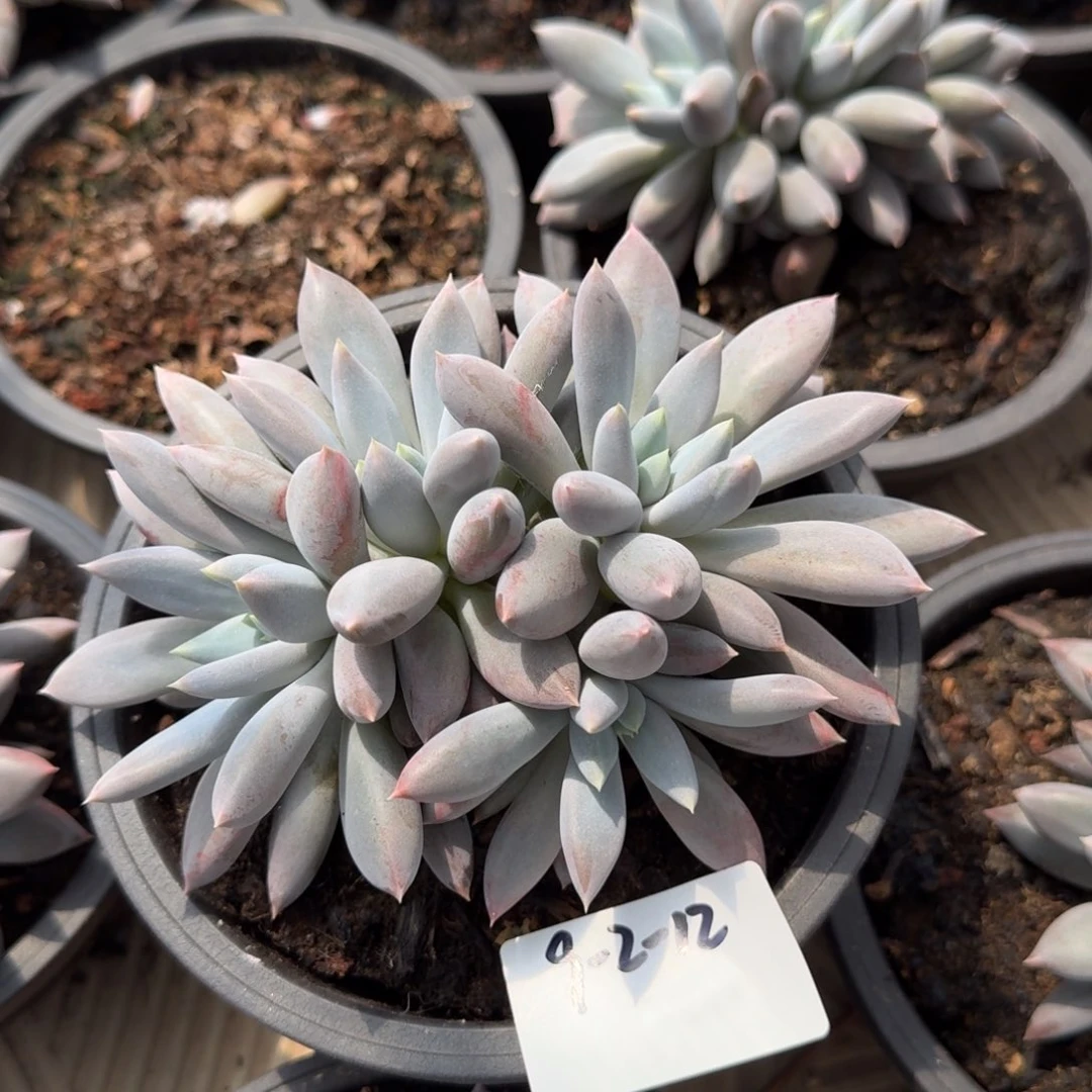 9-2-12静好多肉园艺