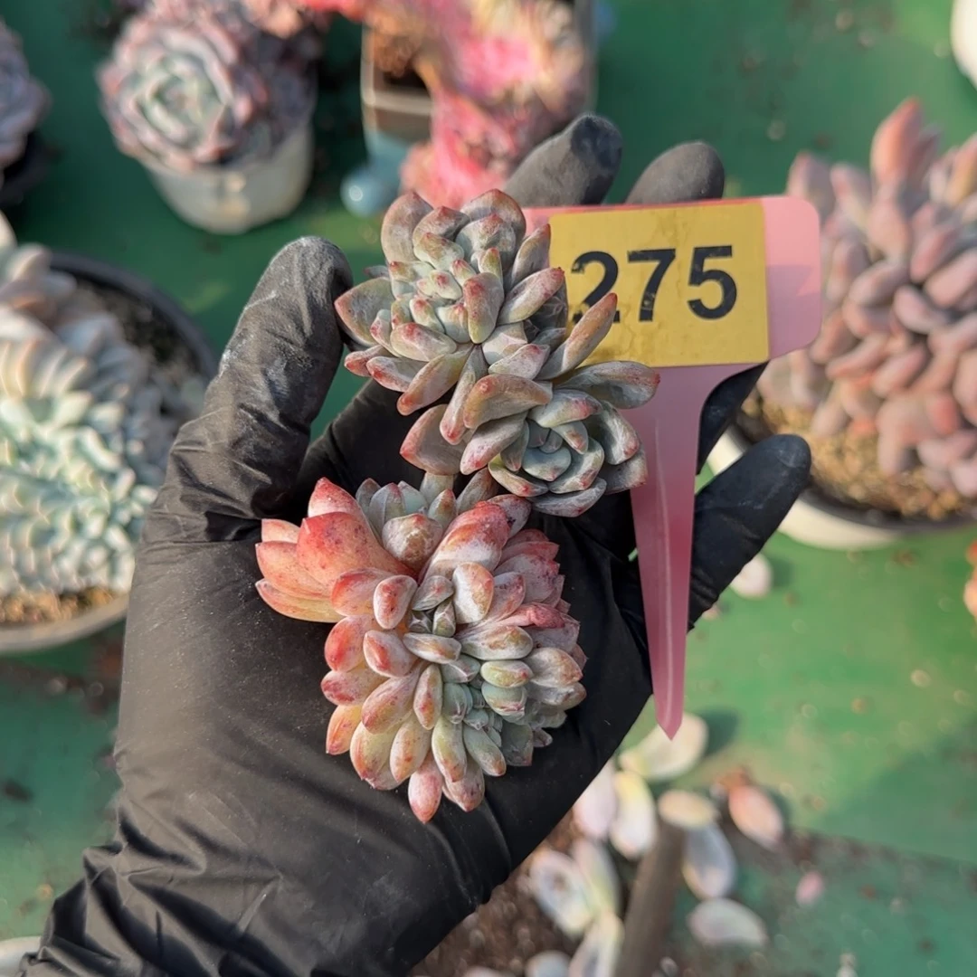 275号叶插缀两颗1111