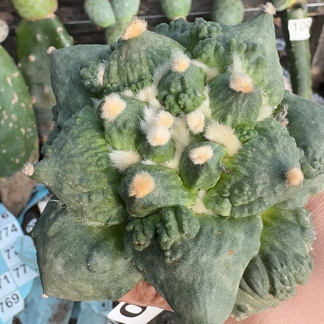 欣***0无花朵瘤尤怒涛母本016