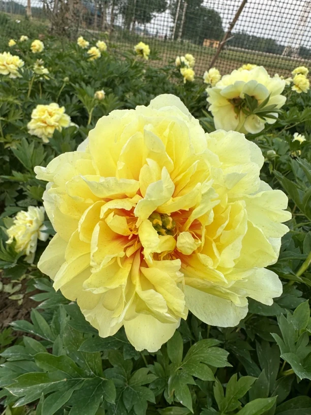 伊藤芍药（花园臻宝）四年原课苗秋季发货