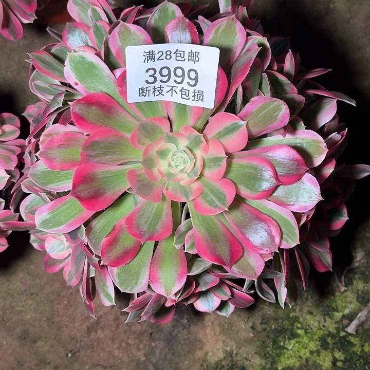 3999粉女郎多肉植物