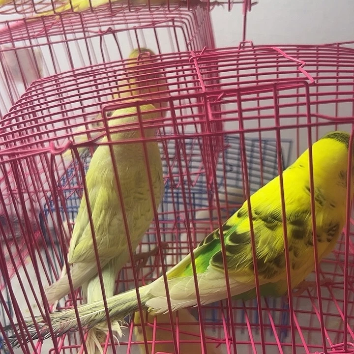 虎皮鹦鹉大头一对啊啊啊啊
