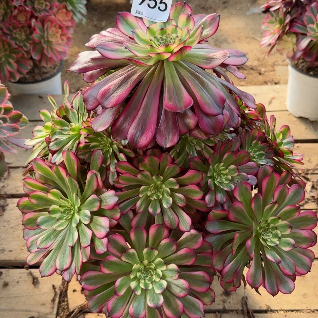 【闪购商品】955多肉