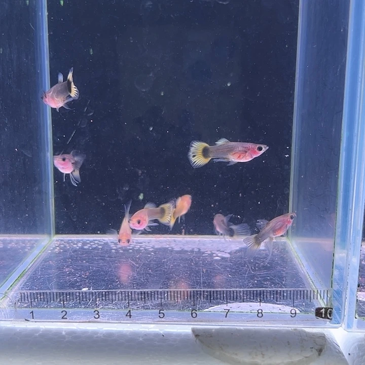孔雀鱼金葵花玻璃猫c2对
