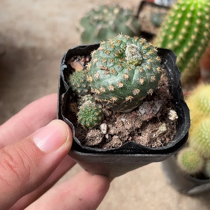 429仙人球开花植物