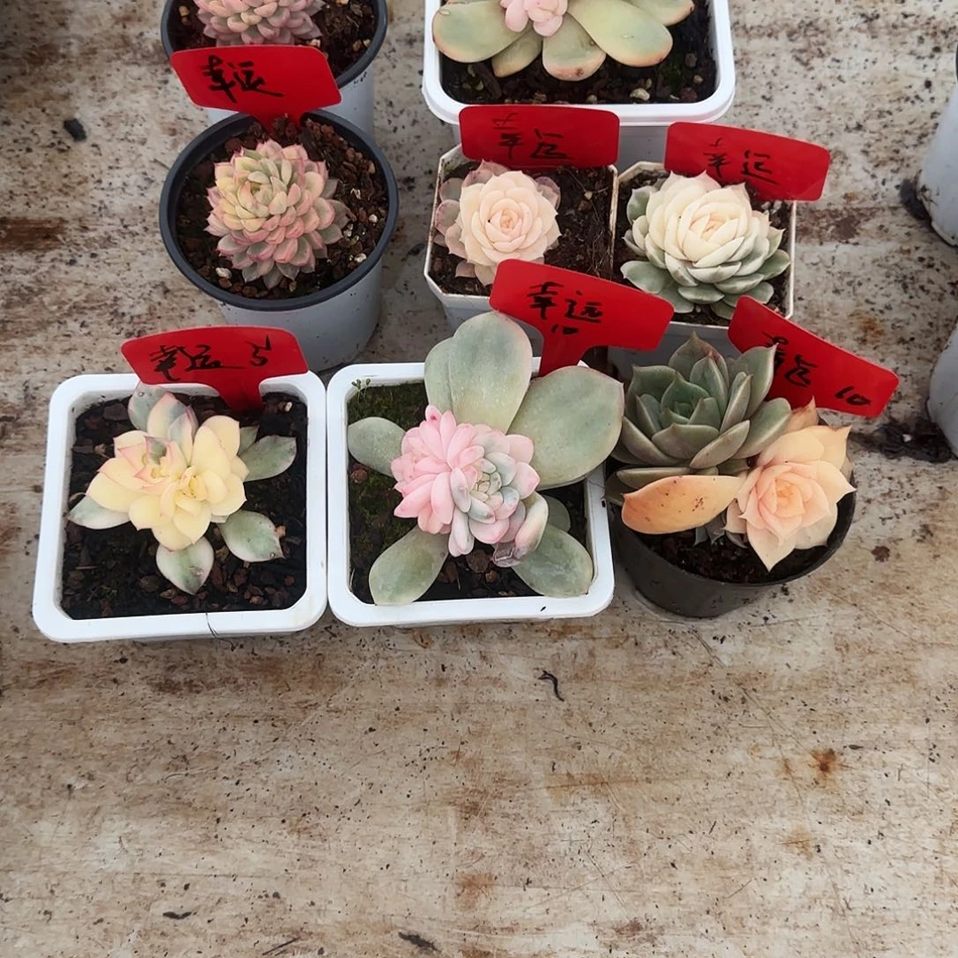 幸*运8颗锦多肉植物幸运