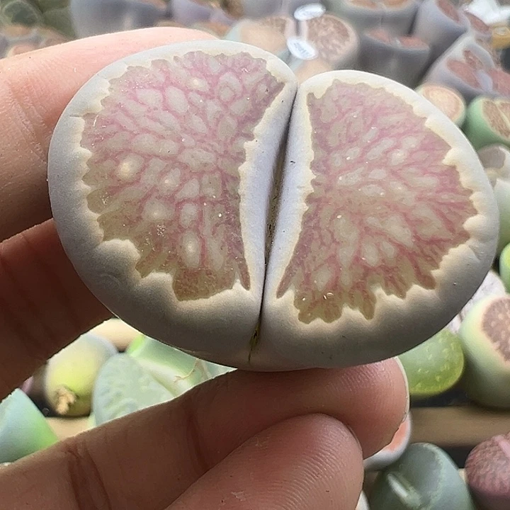 4905漂亮菊福利清