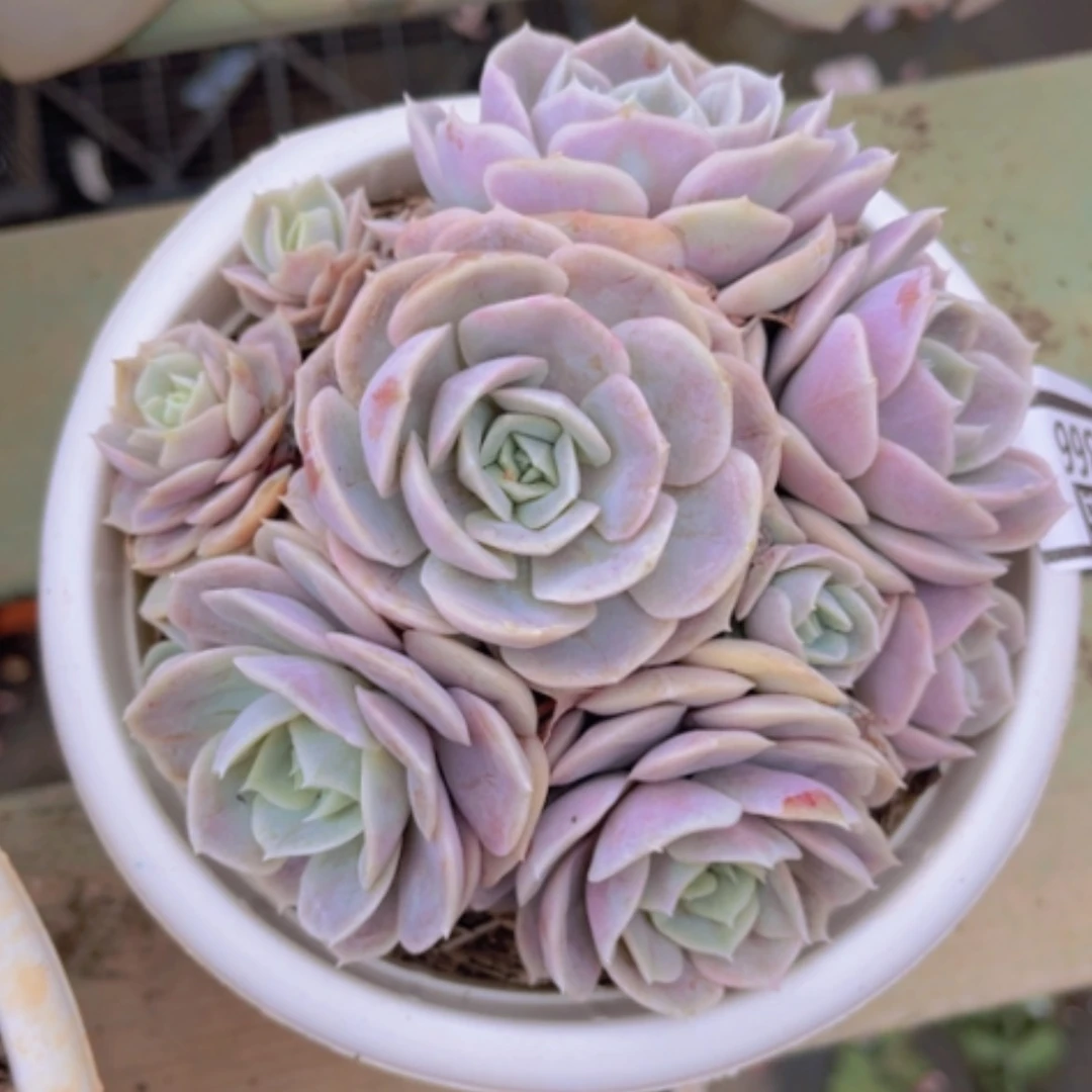 【闪购商品】蓝色惊喜0366