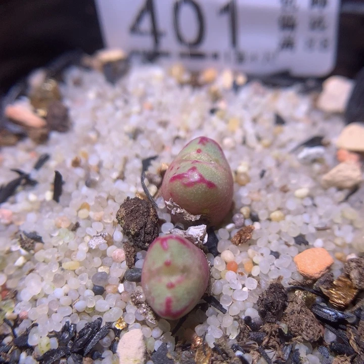 精品生石花218.401