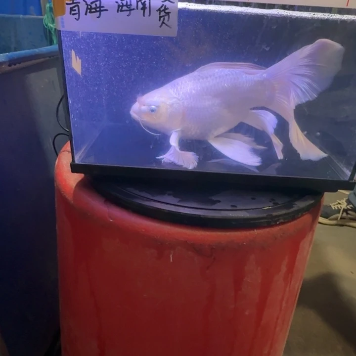 伴***南蝴蝶鲤鱼蝴蝶鲤120