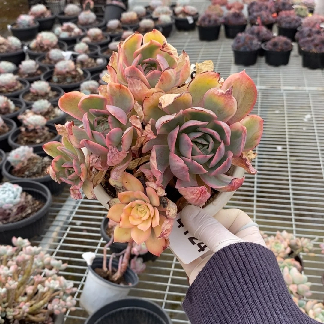 4124绮罗仙子锦一物一拍