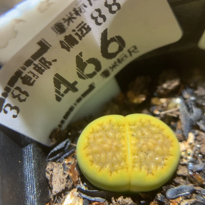 孙**?Sss精品生石花466