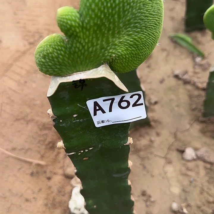 溺***虾无花朵嫁接青蛇缀762