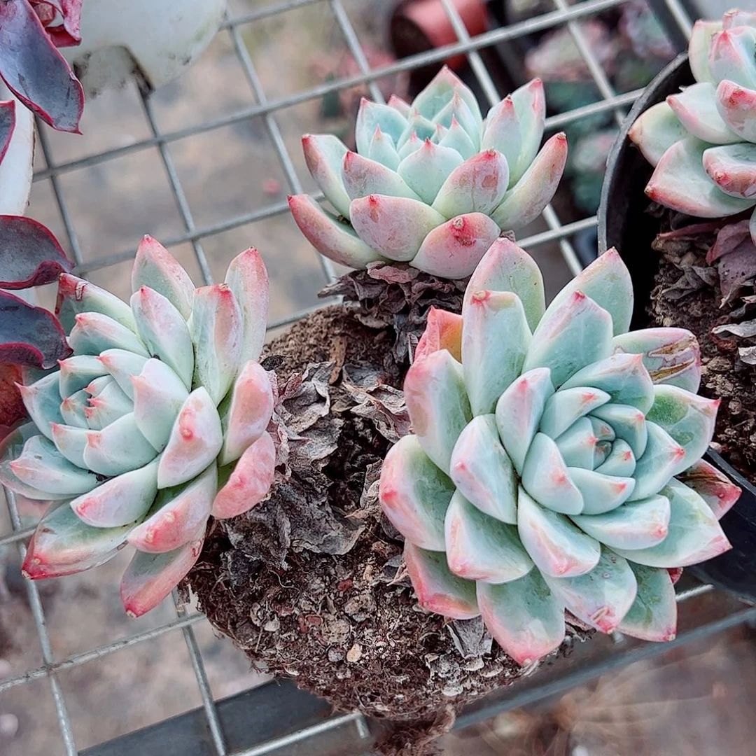 冰山美人多头群生二盆