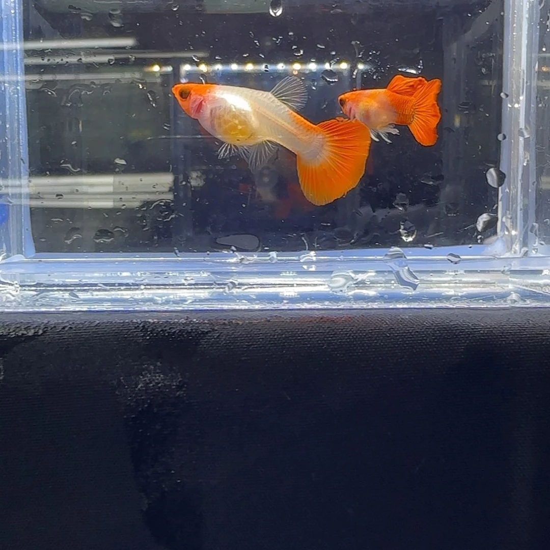 孔雀鱼关注主播可以竞拍