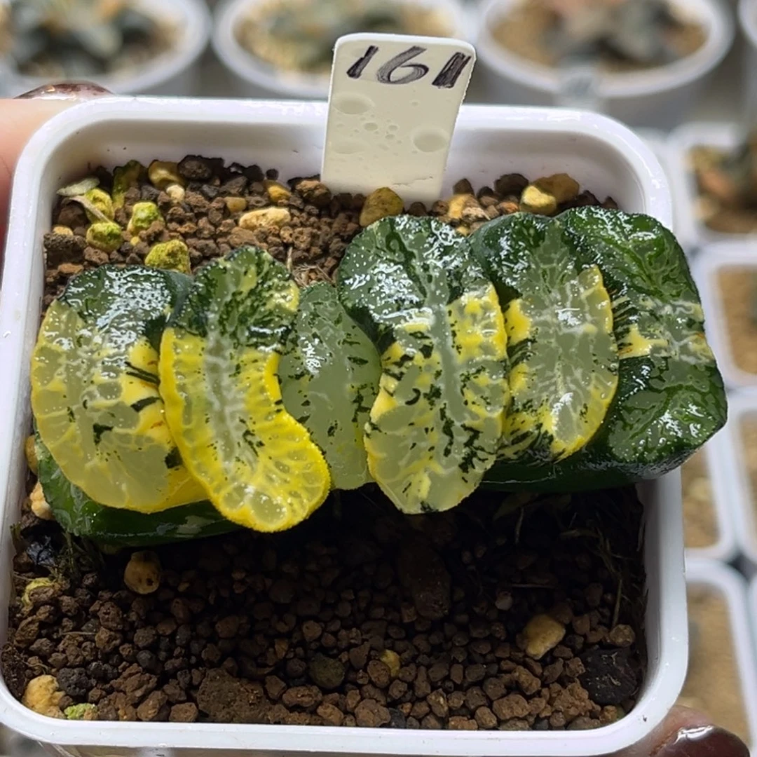 161变异北斋玉扇锦fulizhuanc