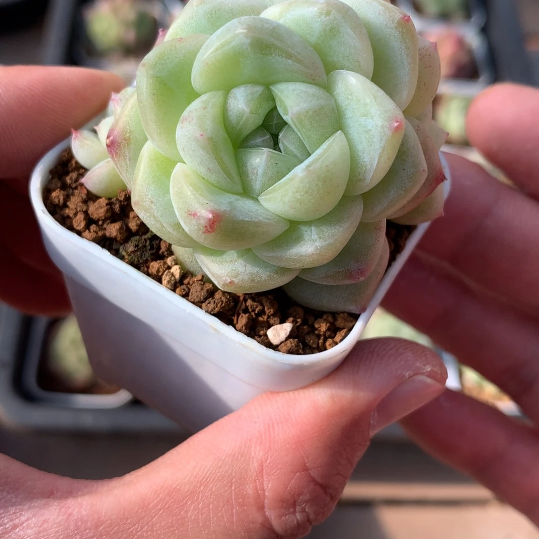 3头。  白色包子。  梦露杂。    1号