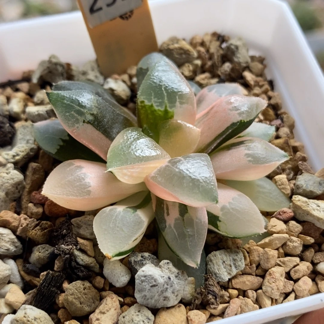 292木叶克锦一物一拍