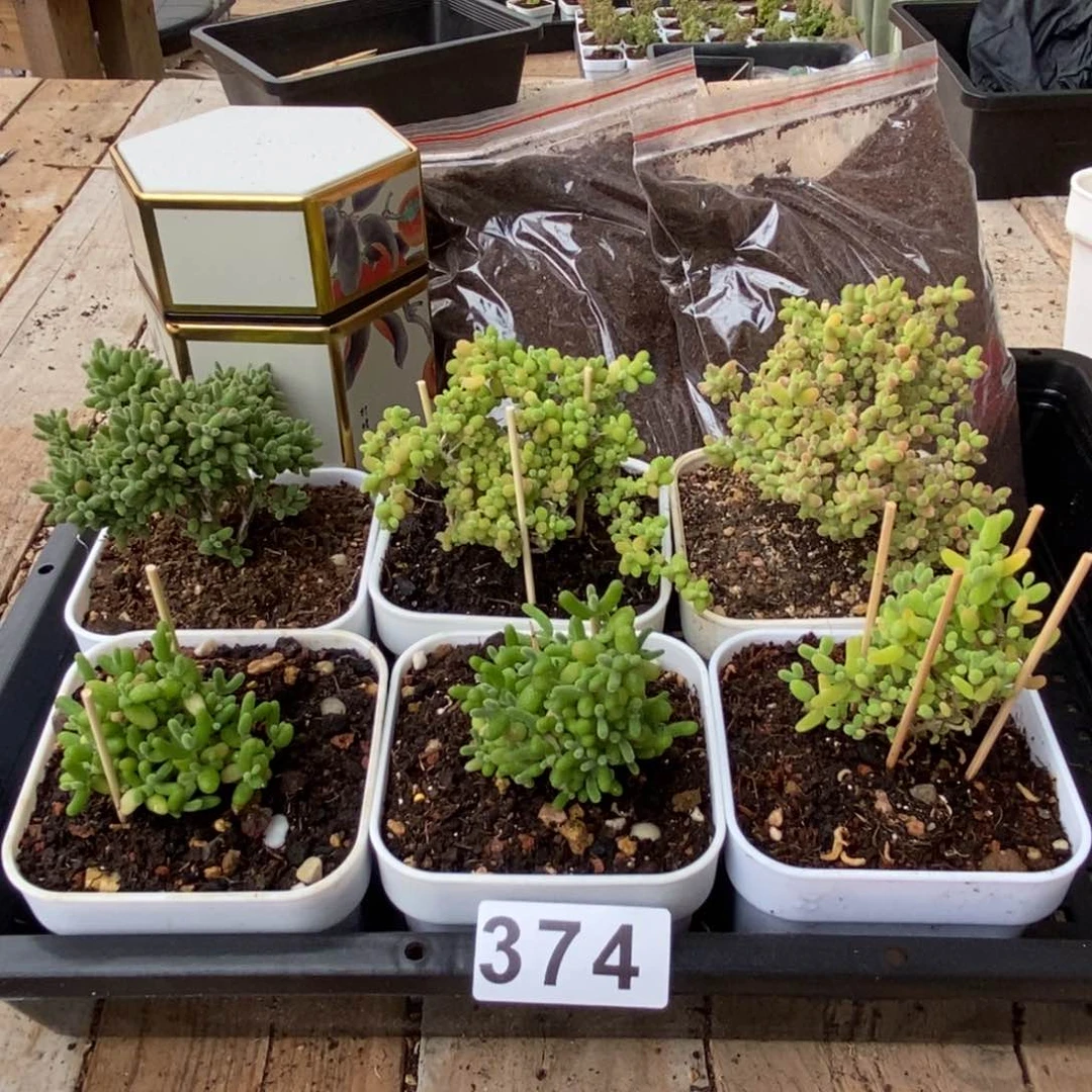 枝干番杏多肉植物374